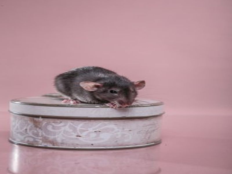 Winning the Battle Against Rats: Pest Control Tips